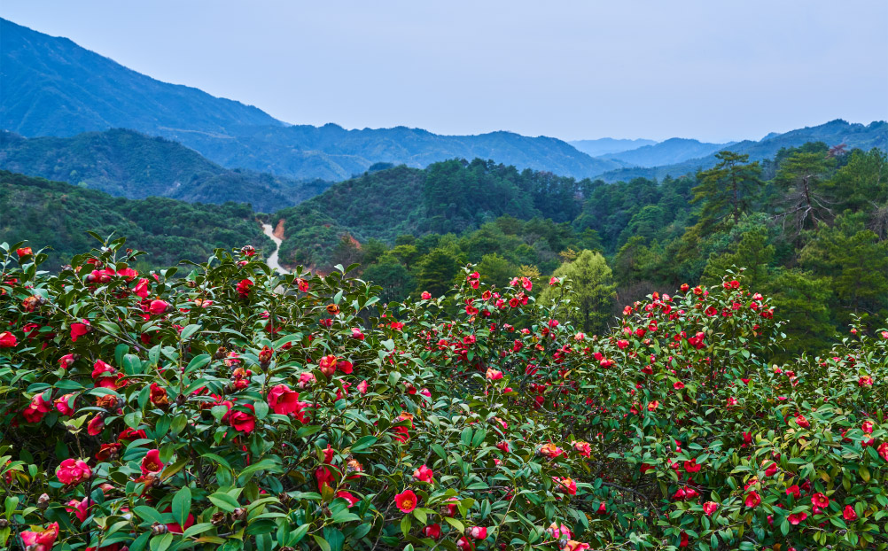 800m mountain camellia plantation