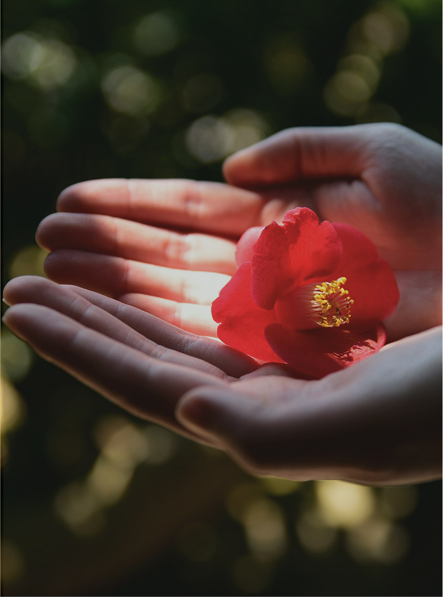 Hand holding red camellia