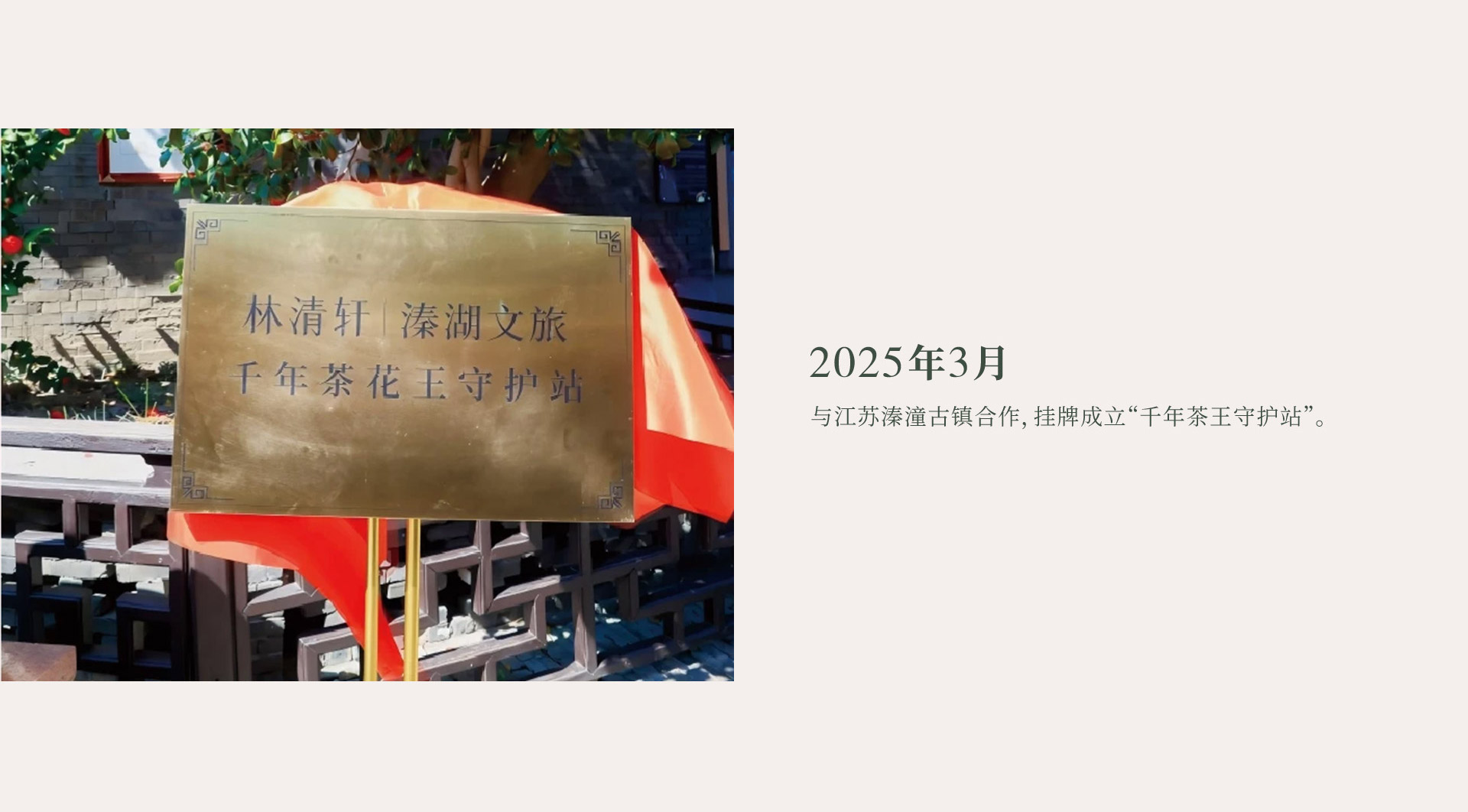 2025年3月，与江苏溱潼古镇合作，挂牌成立“千年茶王守护站”。