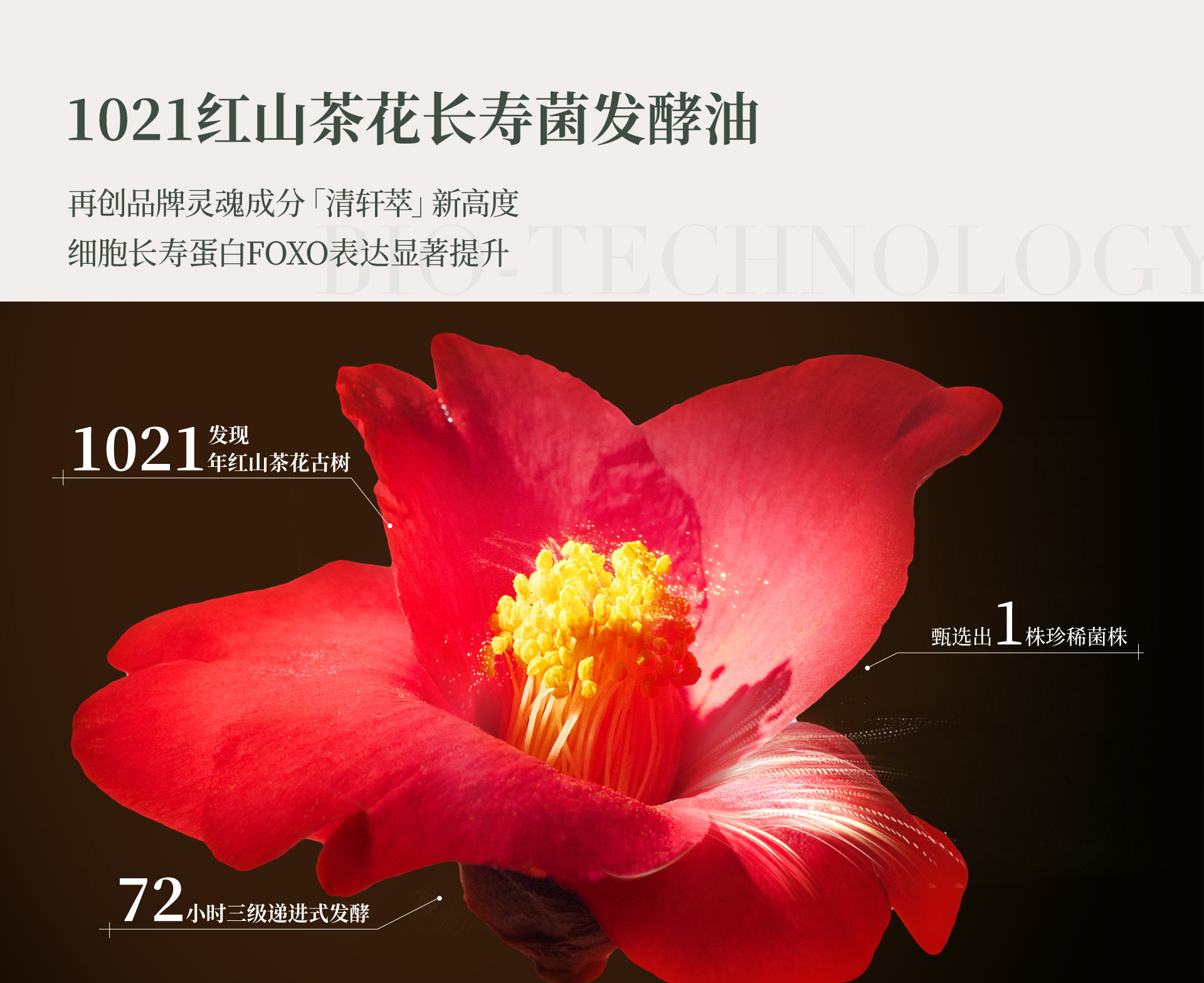 1021红山茶花长寿菌发酵油